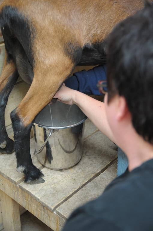 Mountain Goat Lodge Salida Εξωτερικό φωτογραφία